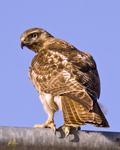 Red tailed Hawk